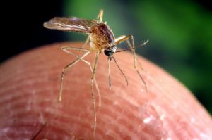21 los casos confirmados por el virus del Nilo