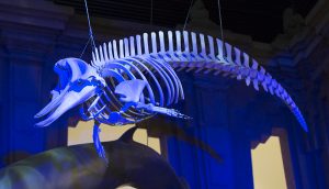 Catáceos de Andalucia – La casa de la cultura – Sevilla