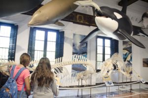 Exposición: La mar de cetáceos en Andalucía - Casa de la Ciencia Sevilla